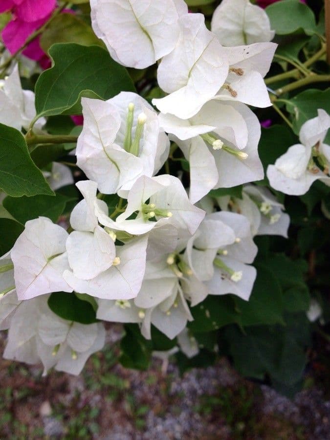 Bugenvilea 7