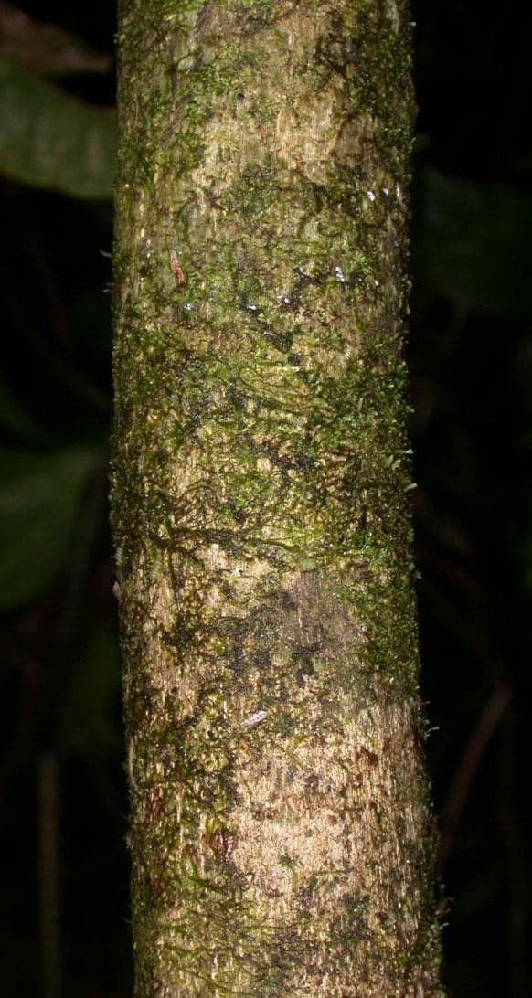 Tetrorchidium 15