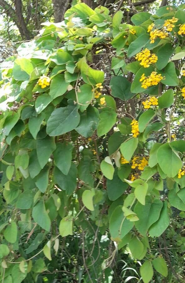 Stigmaphyllon 9