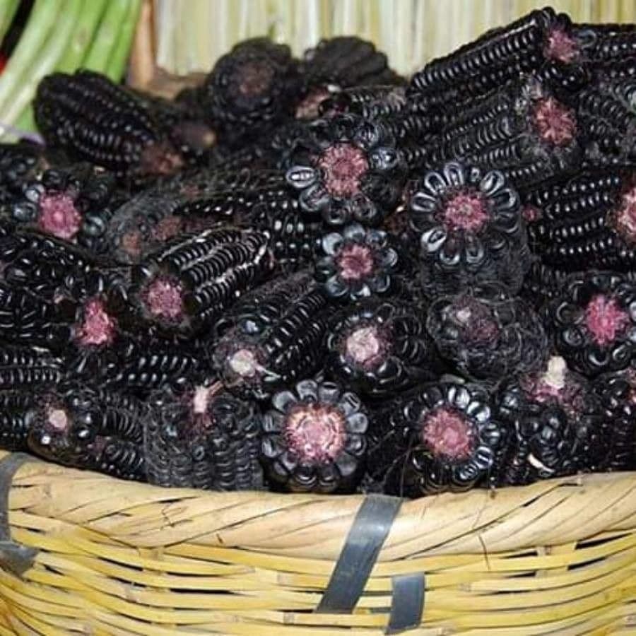 Teosinte