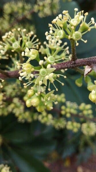 Schefflera arbicole 7