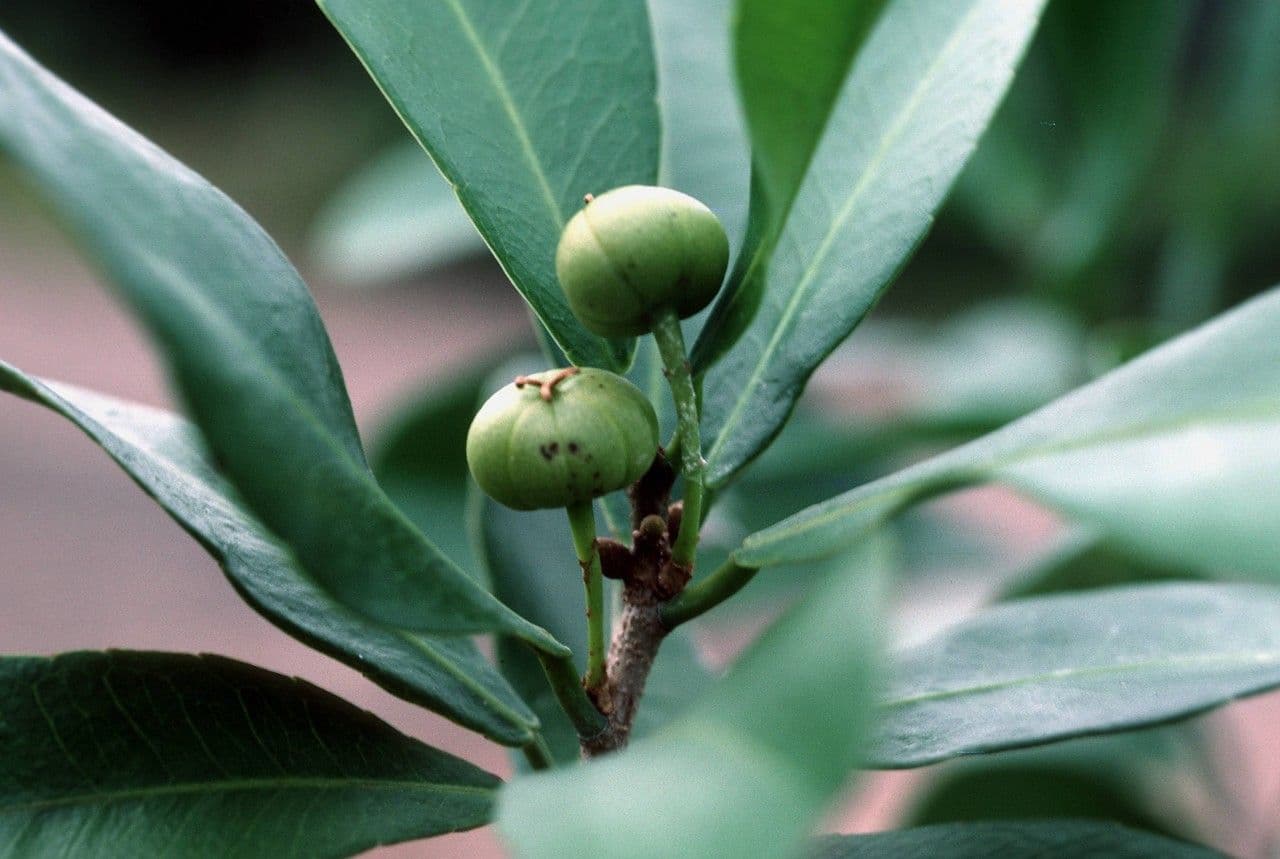Gymnanthes lucida