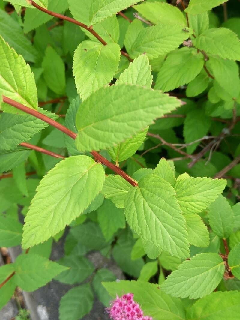 Spirea del Giappone 16