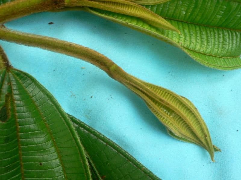 Miconia 12