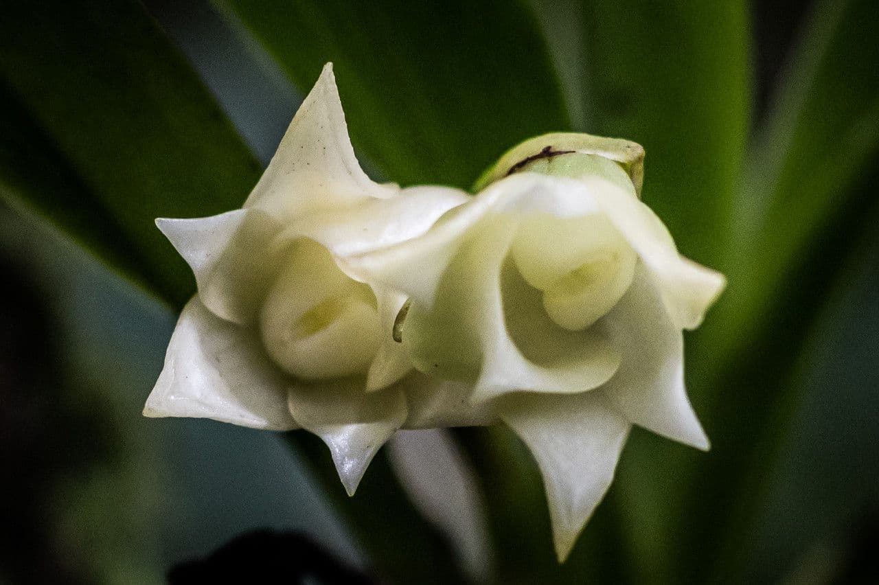 Angraecum 2