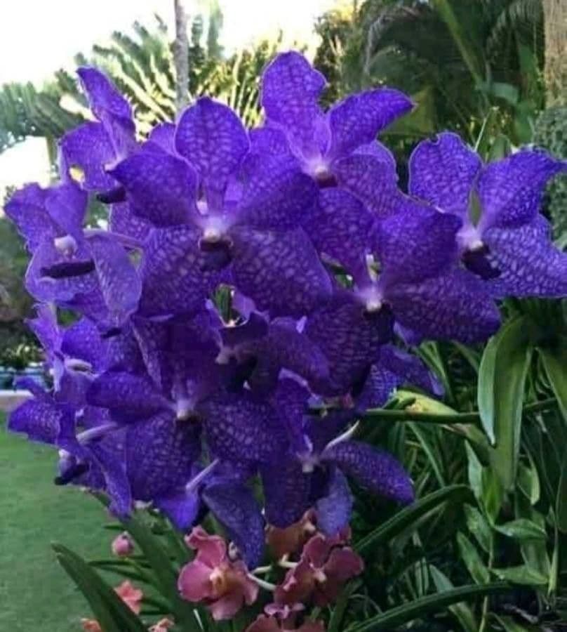 Vanda 3
