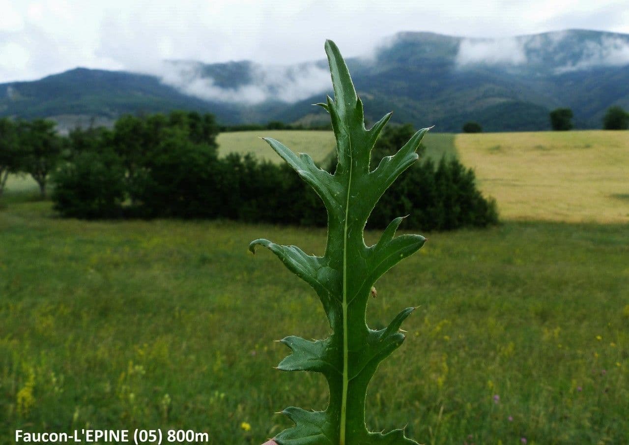 Klasea lycofolia 17