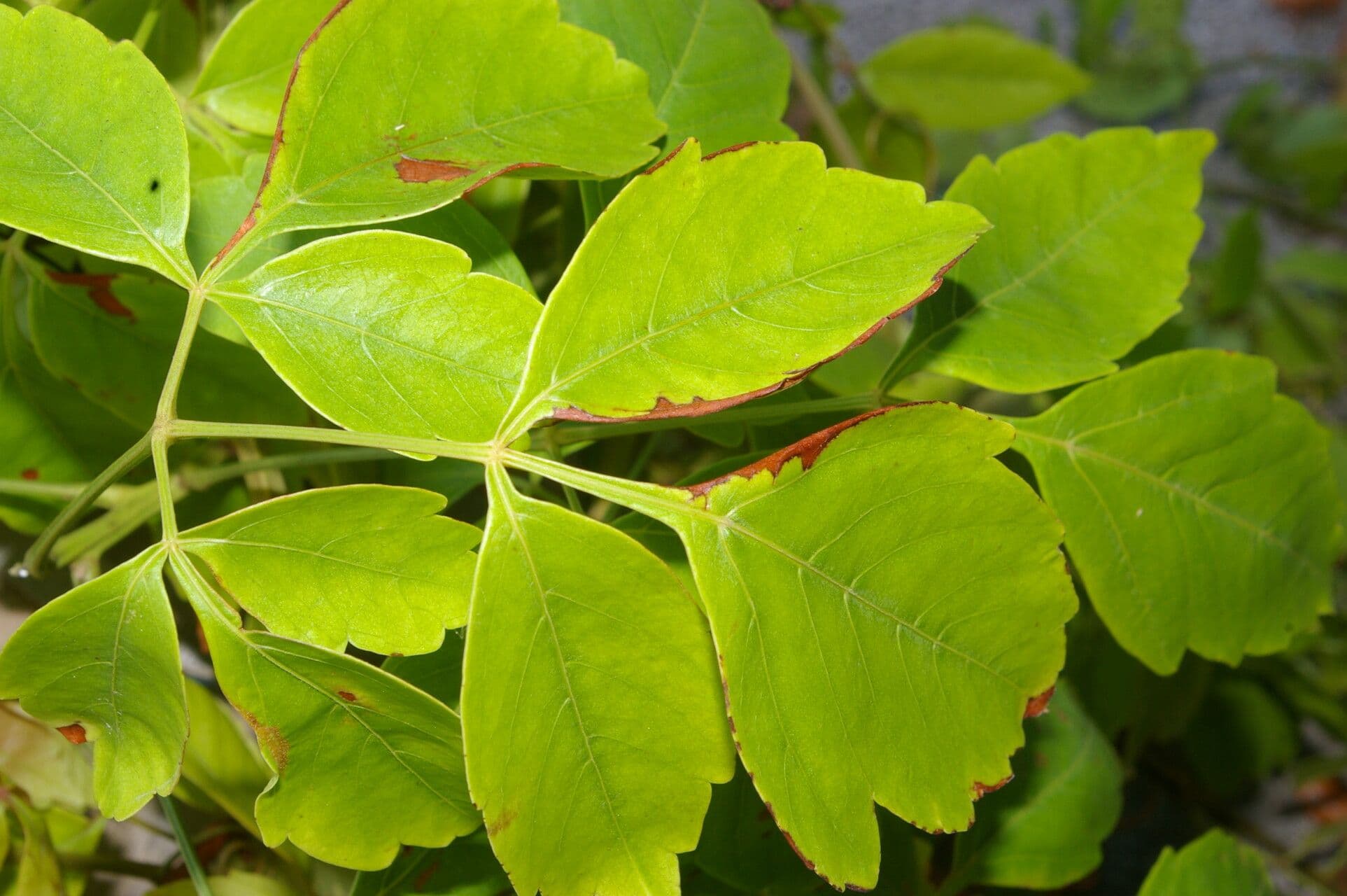 Serjania 11