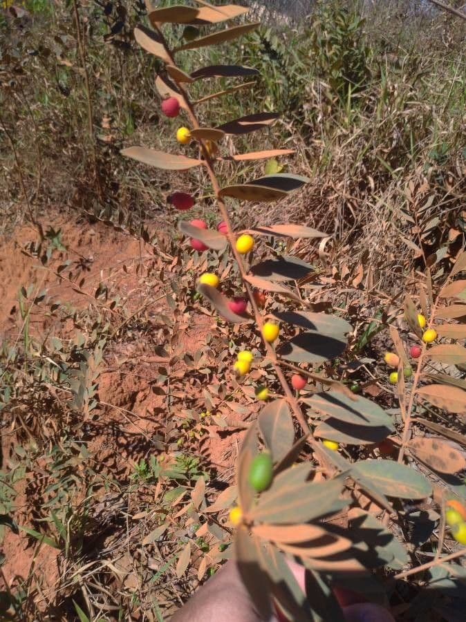 Eugenia punicifolia