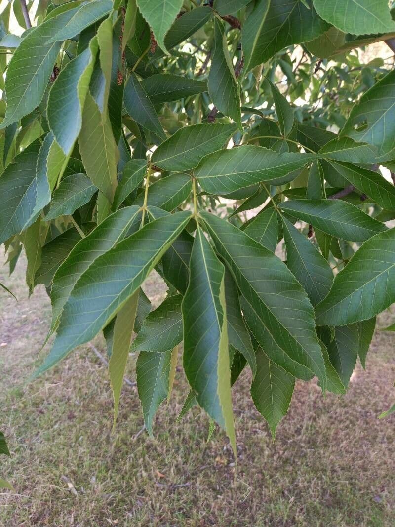 Carya ovata 15