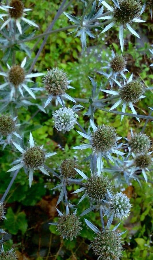 Edeldistel 12