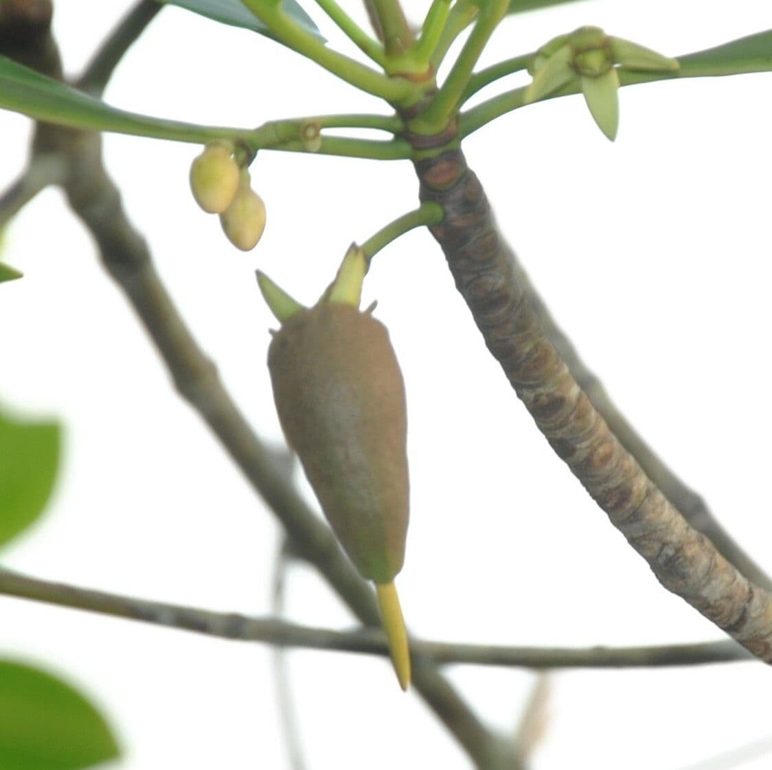 Rhizophora