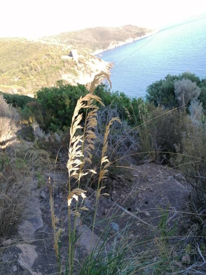 Avena marittima 16