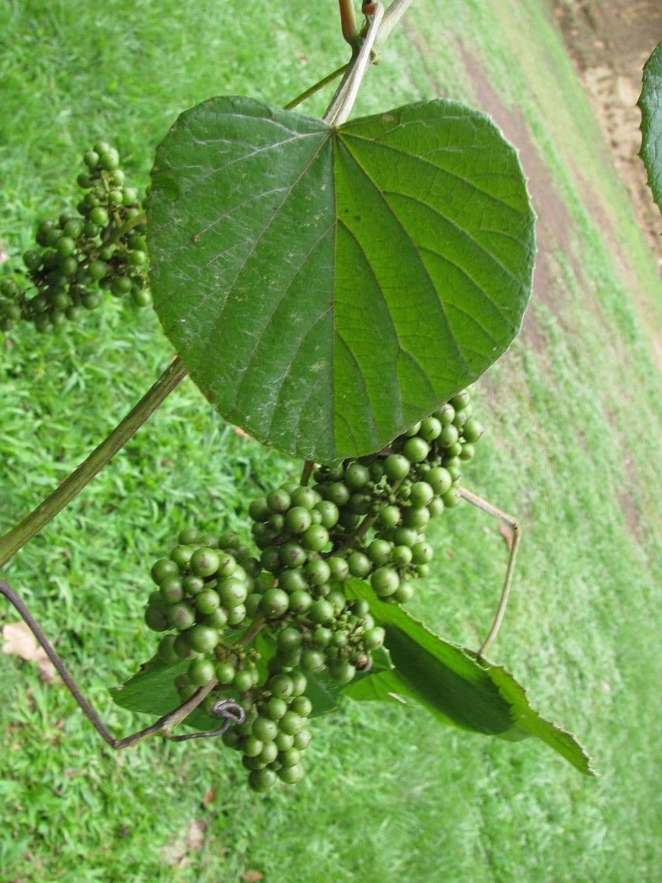Vitis tiliifolia 19