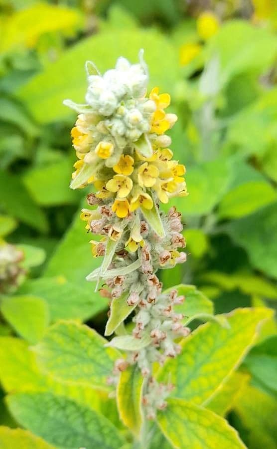 Buddleja stachyoides