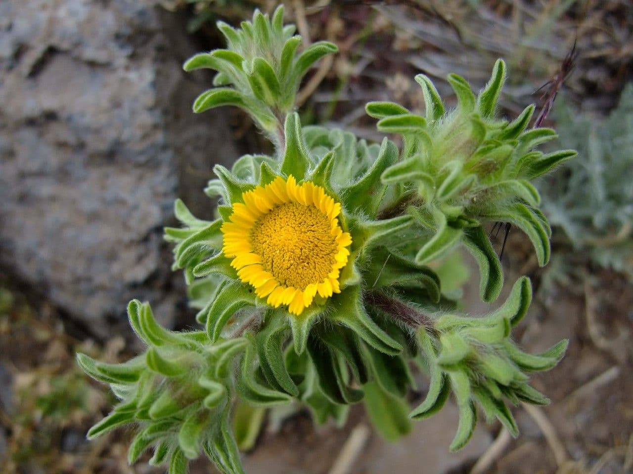 Asteriscus acquatico 7