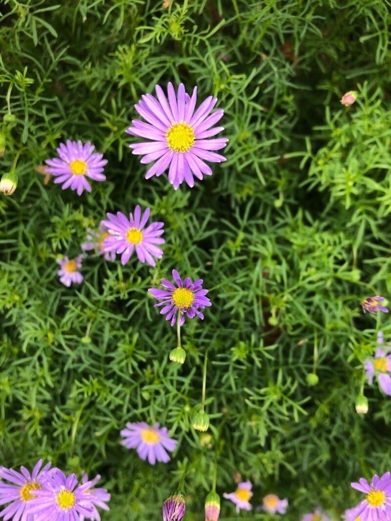 Brachyscome multifida 4