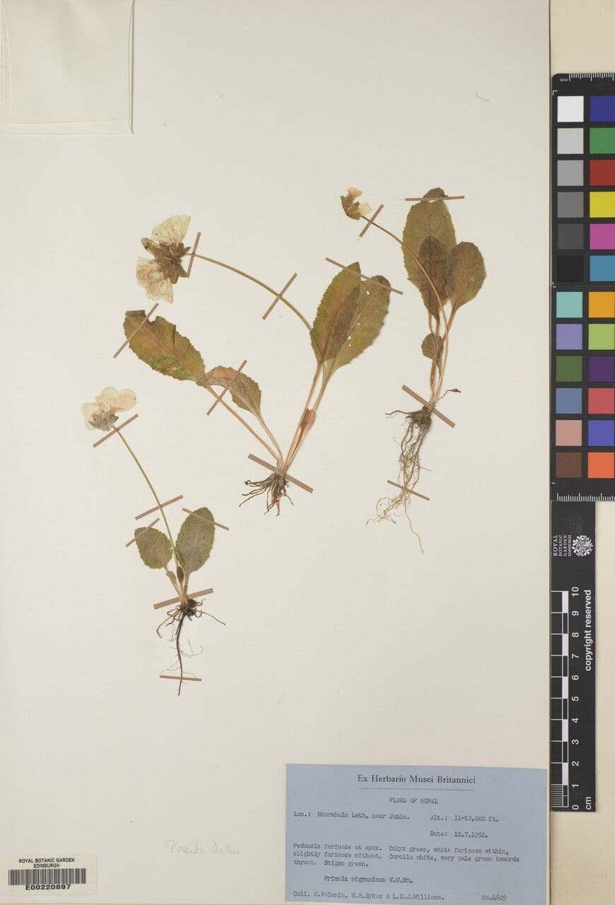 Primula 9
