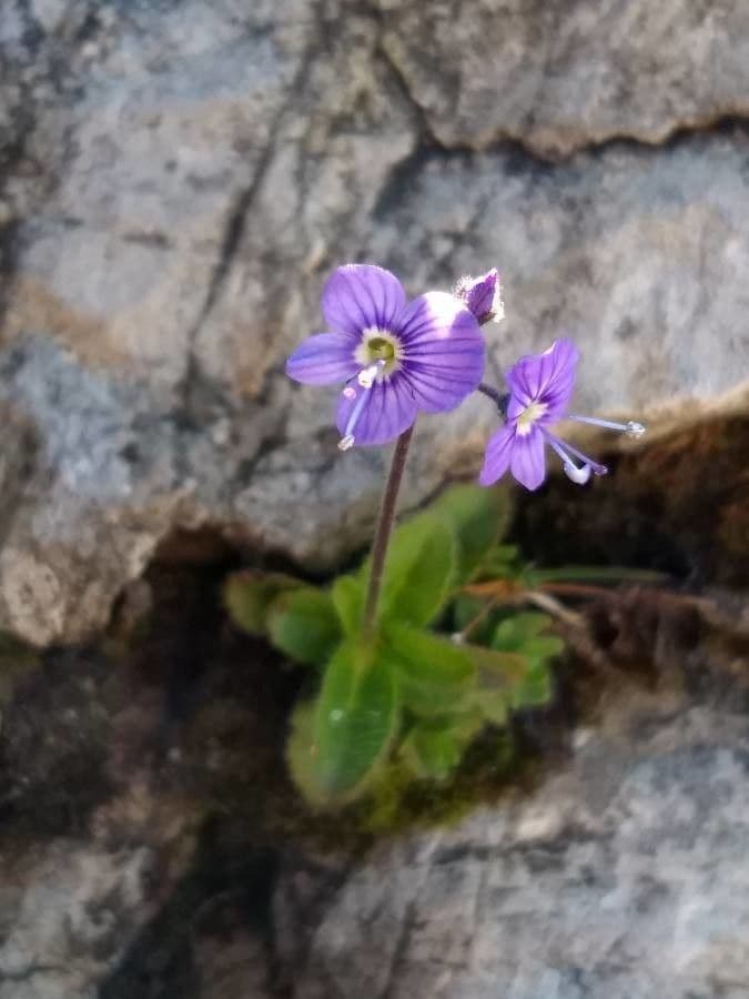 Veronica sin hojas 15