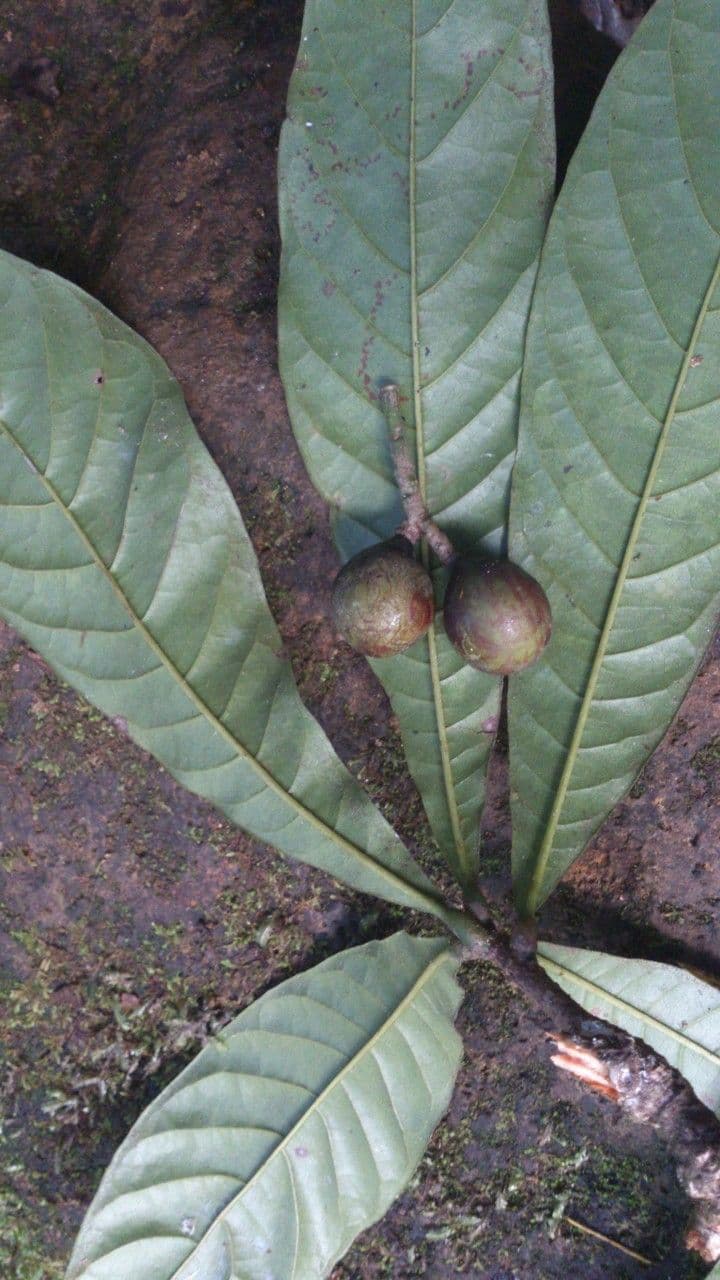 Meliosma 6