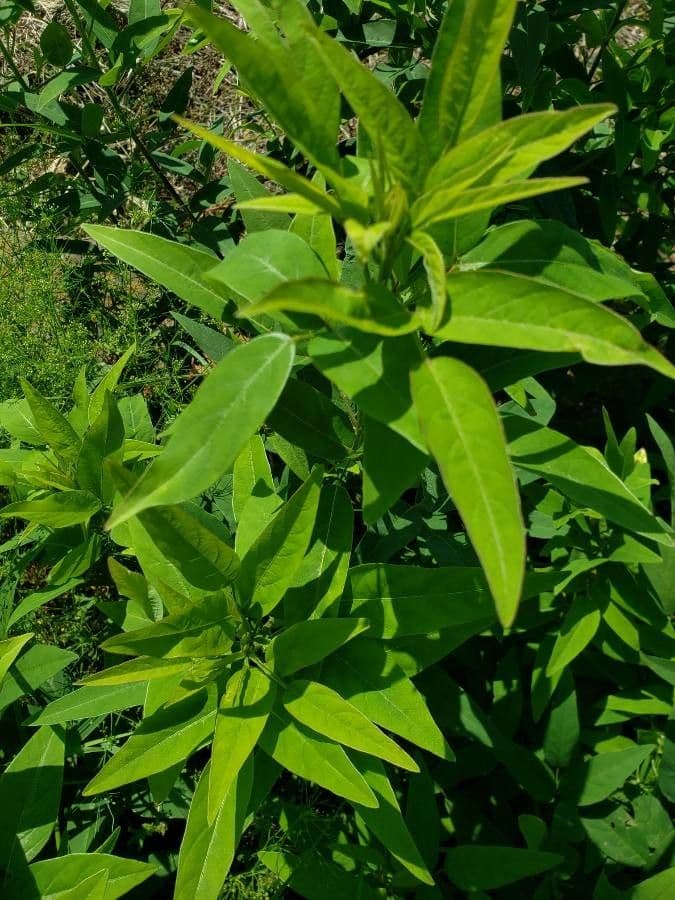 Lysimaque à grappes 16