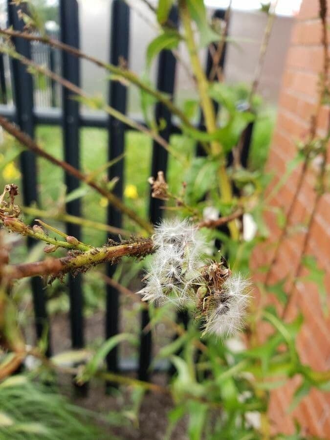 Lactuca