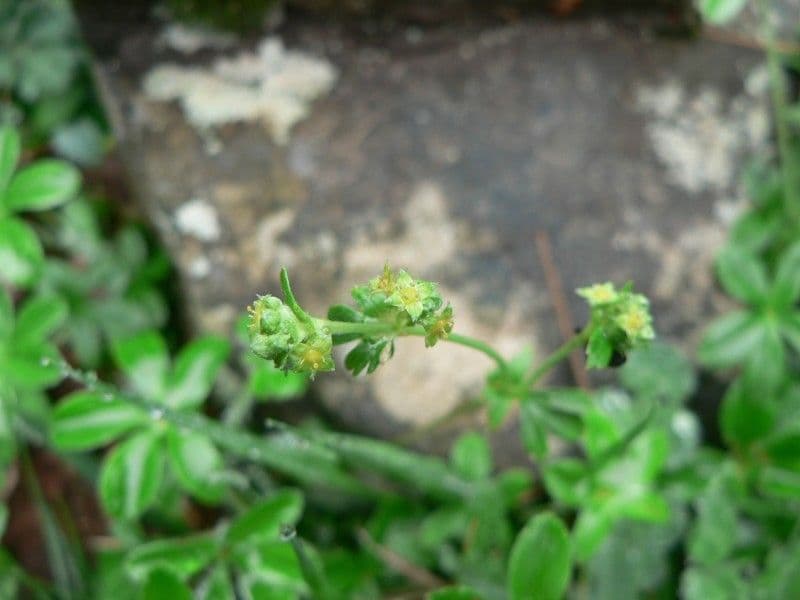 Alchemilla saxatilis 5