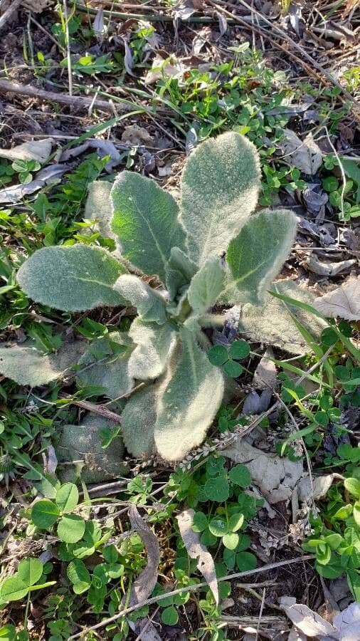 Salvia argentea 11