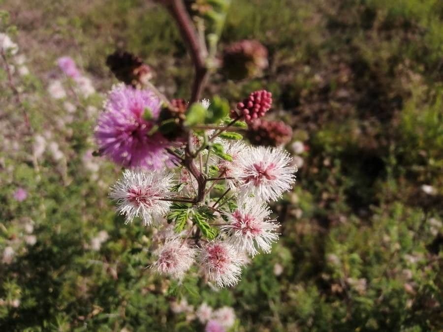 Mimosa 4