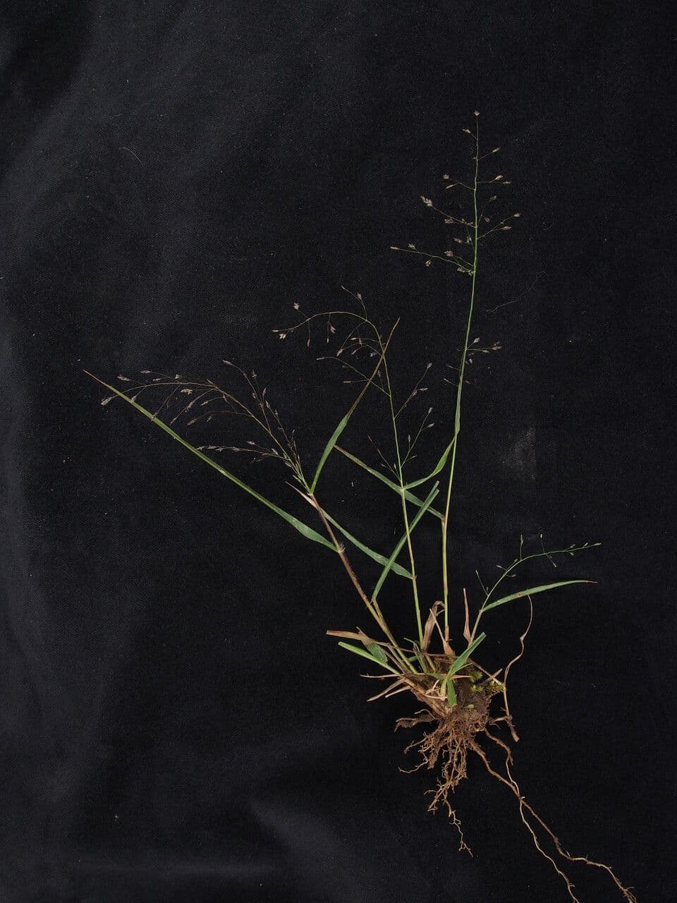 Eragrostis 3