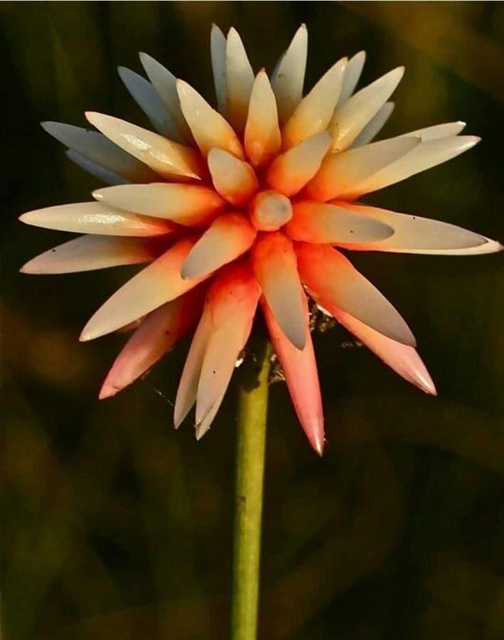 Schoenocephalium