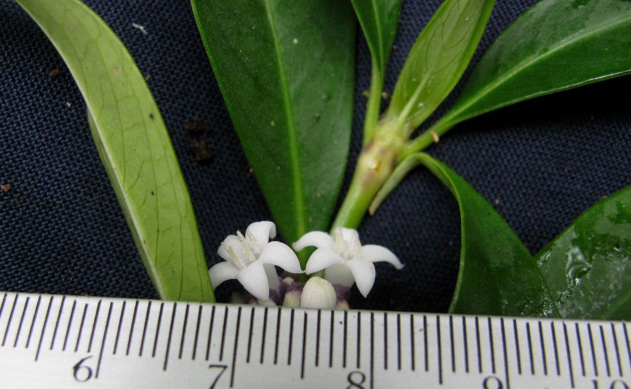 Palicourea axillaris 10