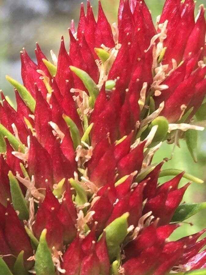 Rhodiola integrifolia 10