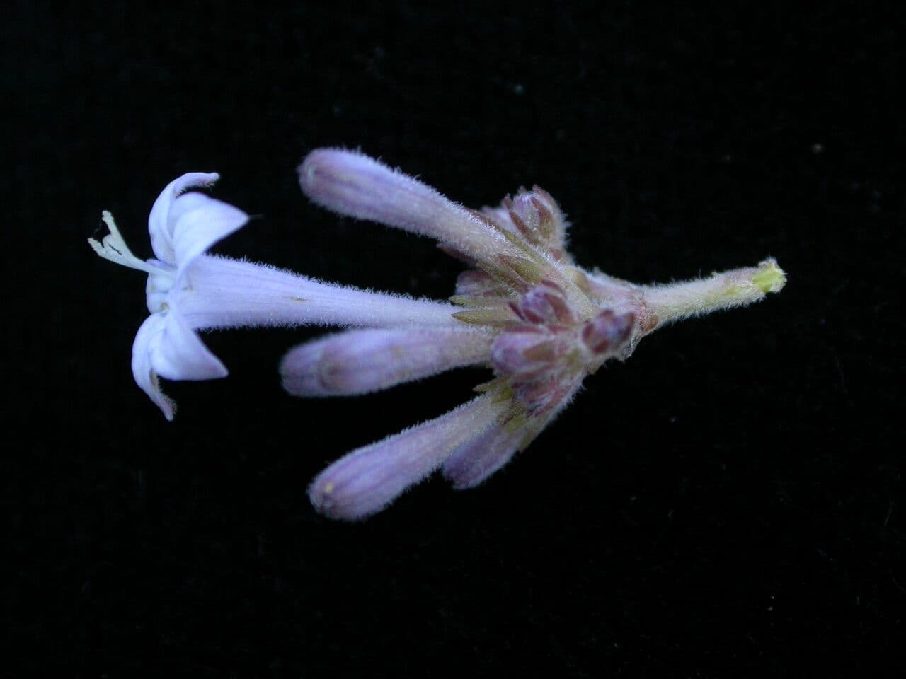 Spermadictyon 6
