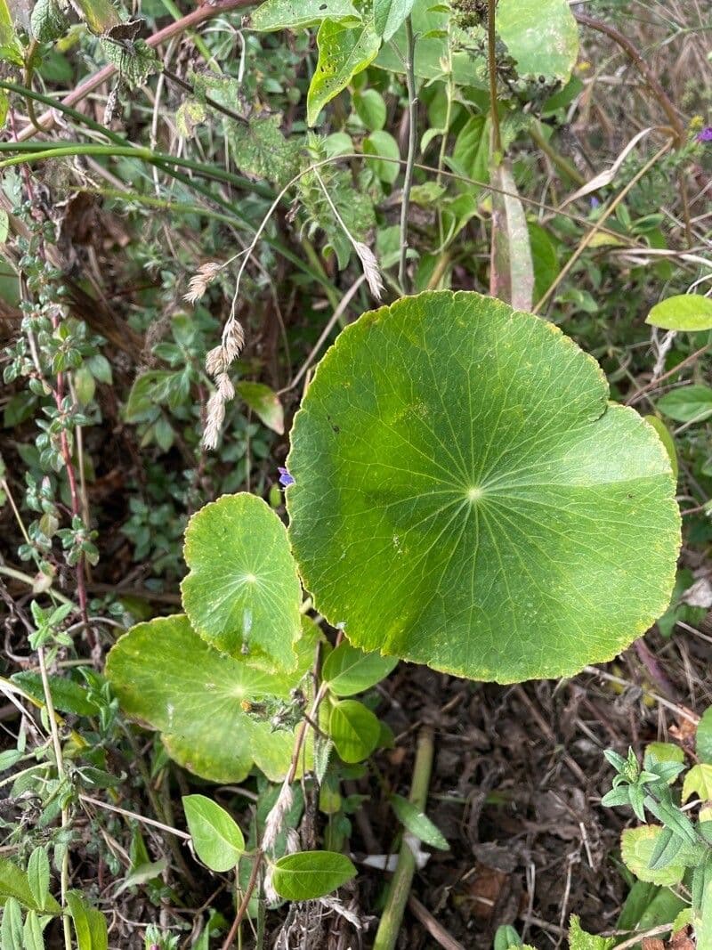 Hydrocotyle bonariensis 13
