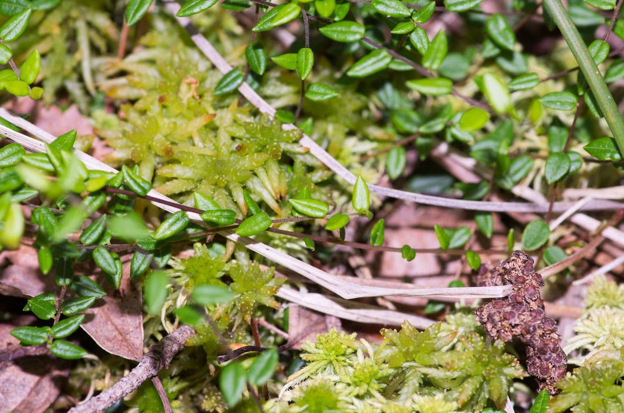 Vaccinium microcarpum 15