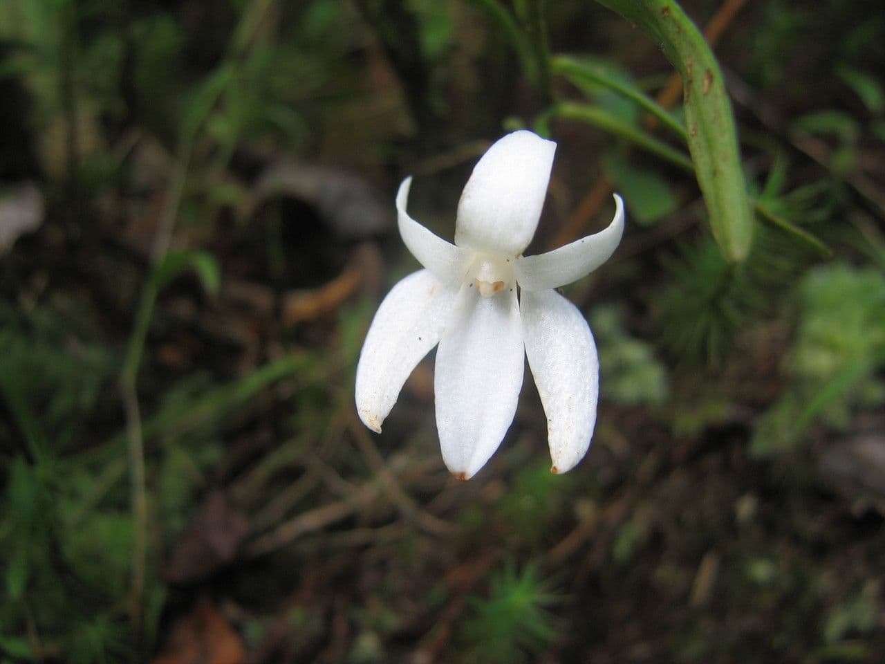 Angraecum 3