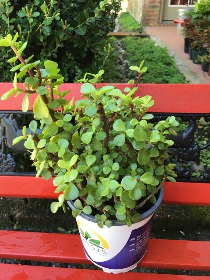 Portulacaria afra 30