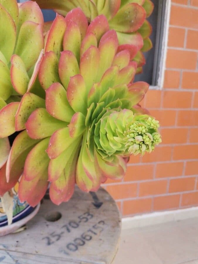  Aeonium canariense 2