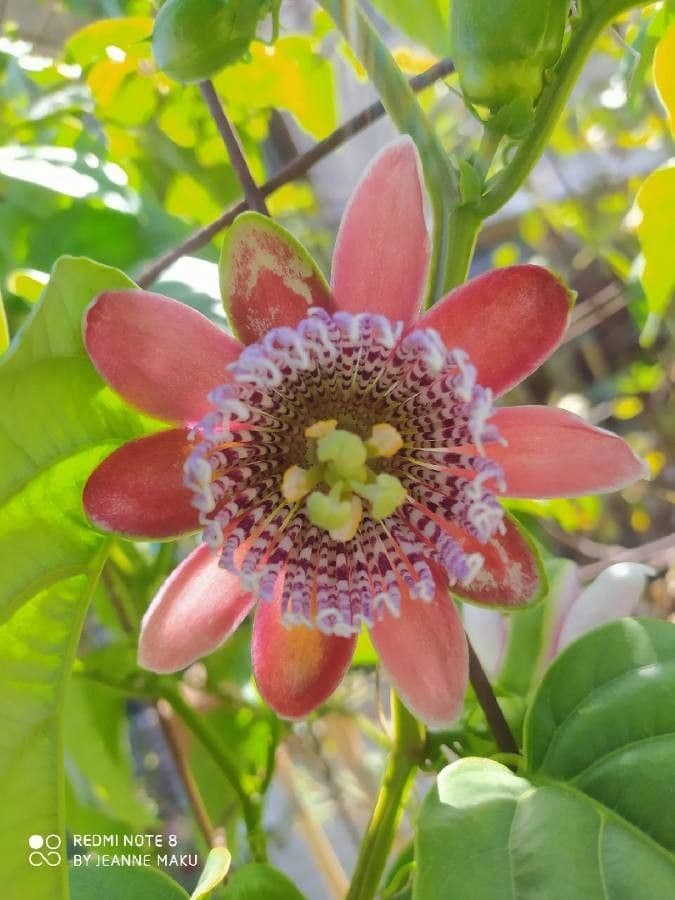 Passiflora 9