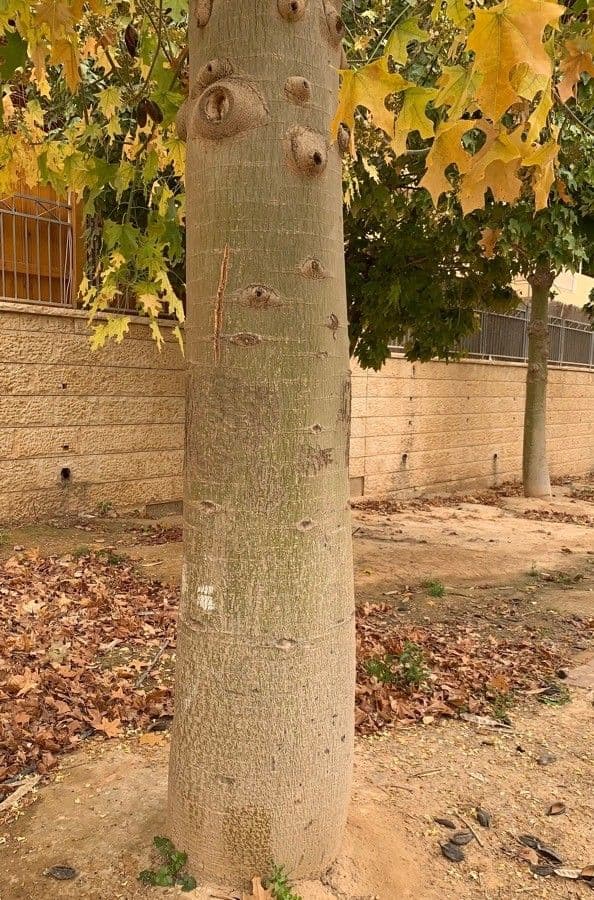 Australischer Flaschenbaum 7