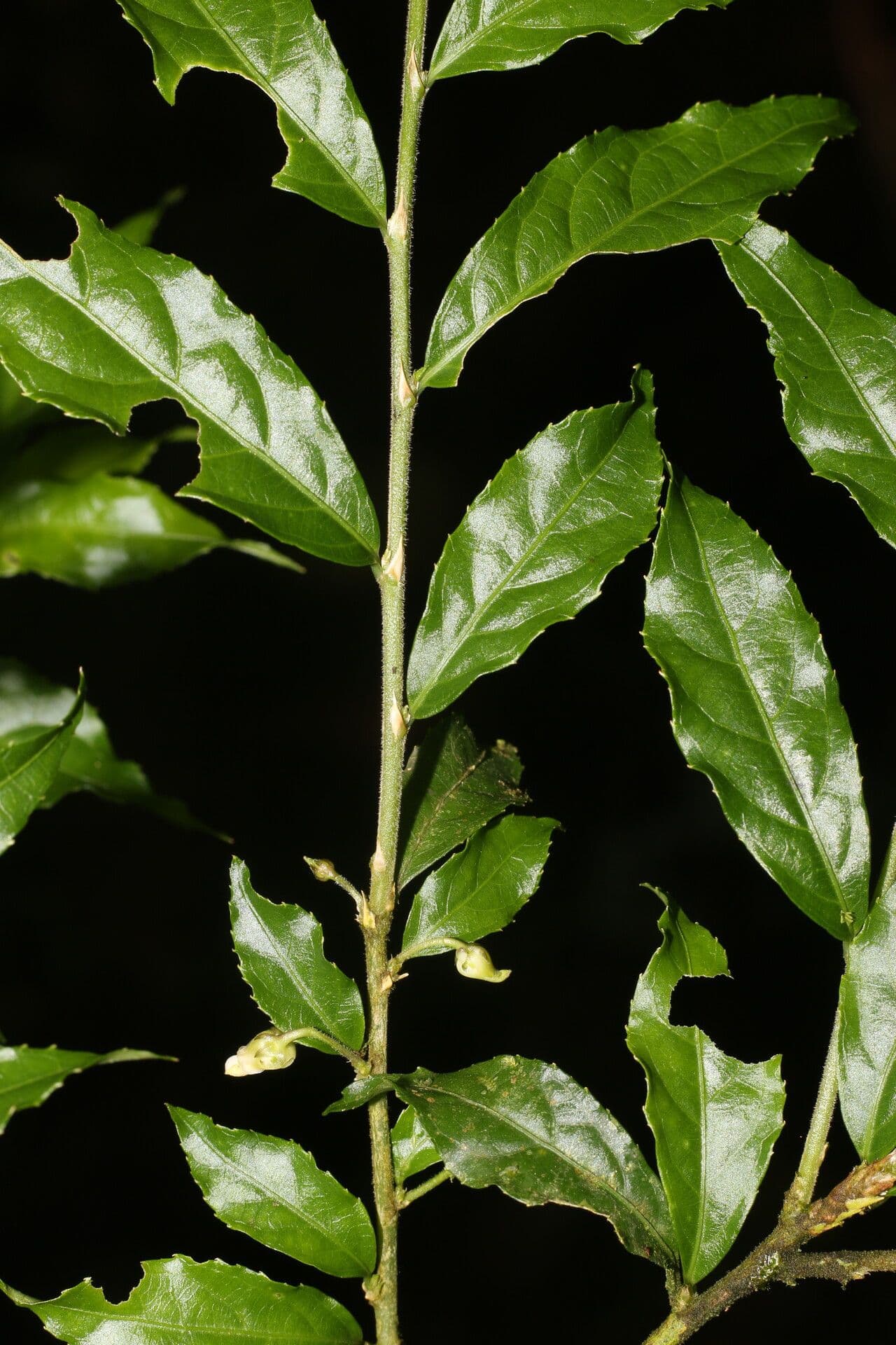 Hybanthus 5