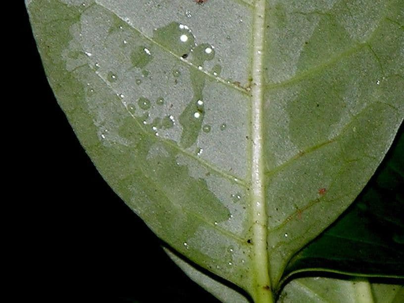 Chione venosa 15