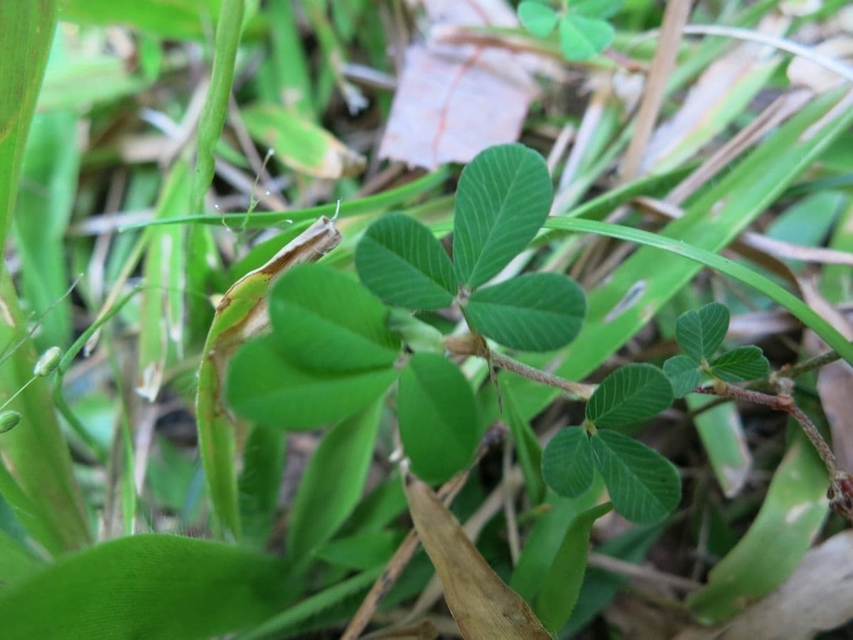 Kummerowia striata 7