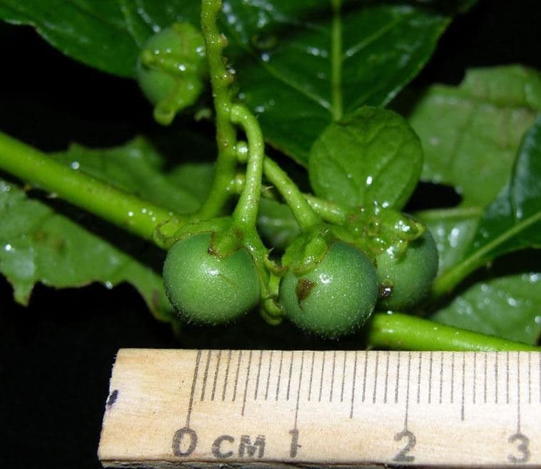 Solano 3