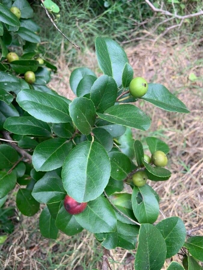 Flakurtie 12