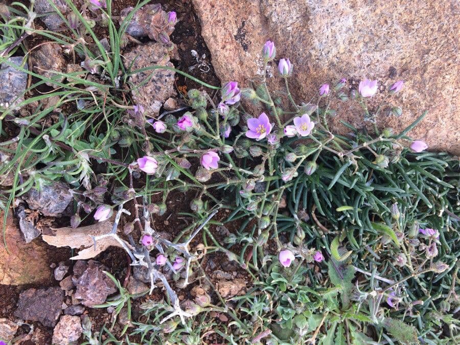 Spergonella frangiata 3