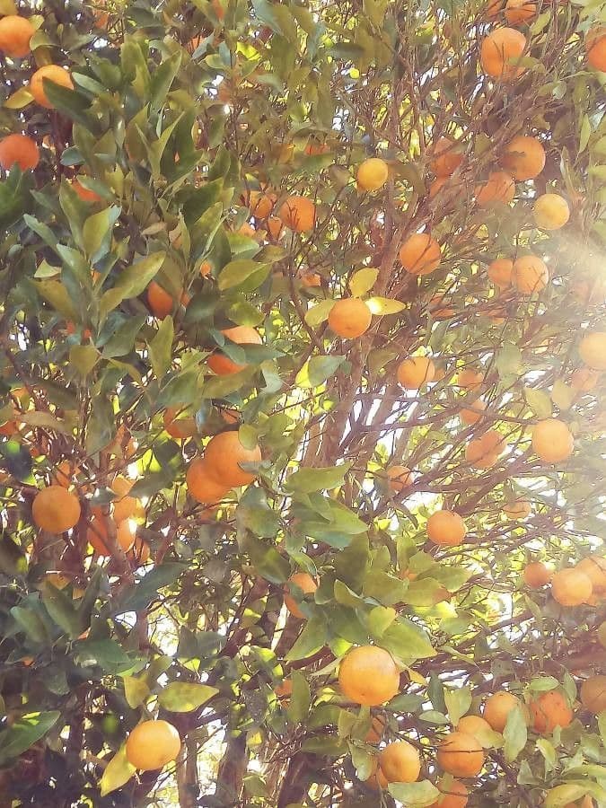 Arancio amaro 24