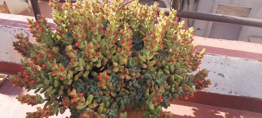 Echeveria 13