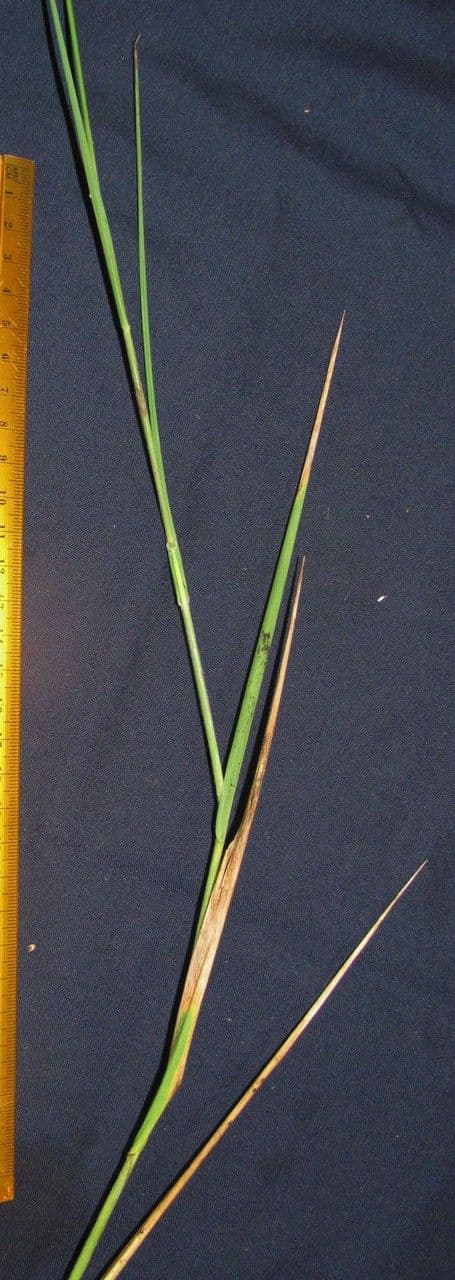 Leersia hexandra 10